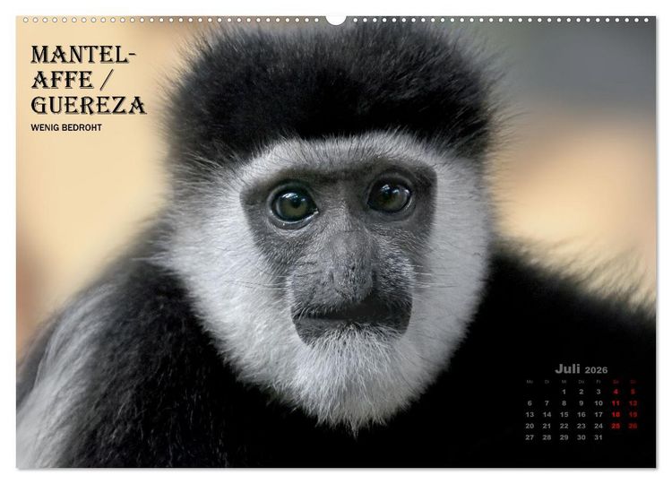 Produktbild: AFFENPORTR&Auml;TS (hochwertiger Premium Wandkalender 2026 DIN A2 quer), Kunstdruck in Hochglanz