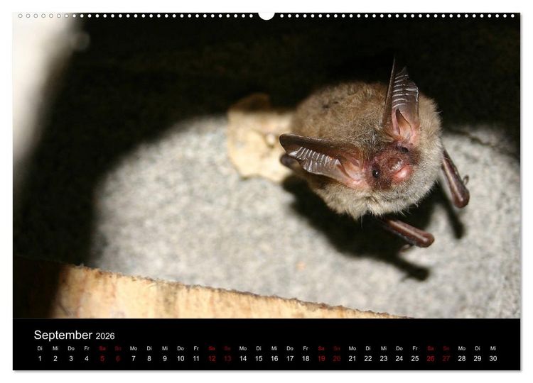 Produktbild: Flederm&auml;use - J&auml;ger der Nacht (hochwertiger Premium Wandkalender 2026 DIN A2 quer), Kunstdruck in Hochglanz