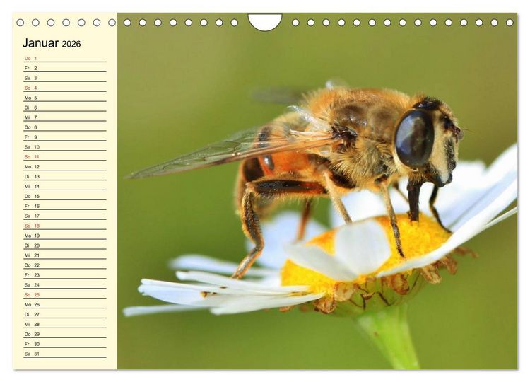 Produktbild: Flei&szlig;ige Bienen. Von der Bl&uuml;te bis zum Honig (Wandkalender 2026 DIN A4 quer), CALVENDO Monatskalender
