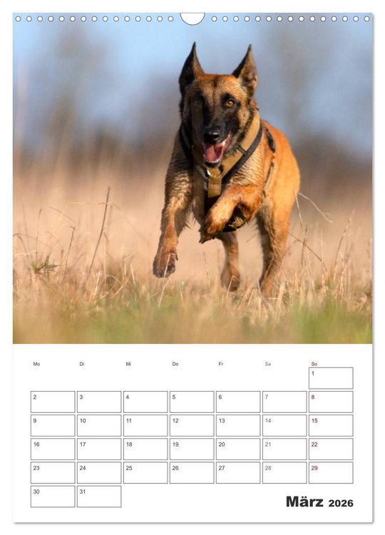 Produktbild: Malinois Power auf vier Pfoten (Wandkalender 2026 DIN A3 hoch), CALVENDO Monatskalender