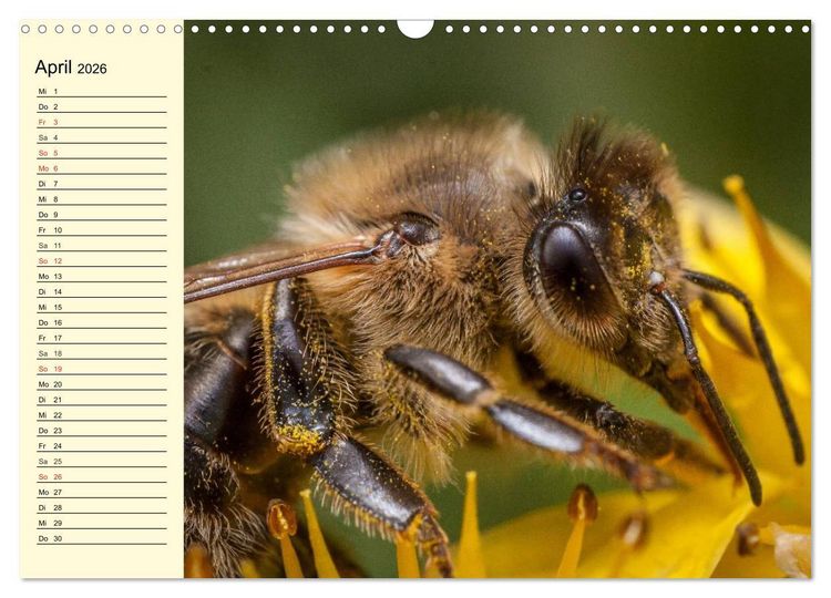 Produktbild: Flei&szlig;ige Bienen. Von der Bl&uuml;te bis zum Honig (Wandkalender 2026 DIN A3 quer), CALVENDO Monatskalender