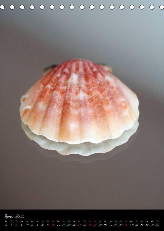 Produktbild: Muscheln und Schnecken (Tischkalender 2022 DIN A5 hoch)