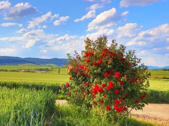 Produktbild: CALVENDO Puzzle Fest der Rose an der S&uuml;dlichen Weinstrasse. Ein Motiv aus dem Kalender Wanderparadies S&uuml;dliche Weinstrasse | 1000 Teile Lege-Gr&ouml;&szlig;e 64x48cm Foto-Puzzle f&uuml;r gl&uuml;ckliche Stunden