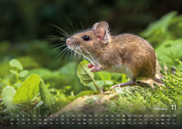 Produktbild: Waldtiere - Heimische Waldbewohner - Der Tierkalender - 2027 - Kalender DIN A3