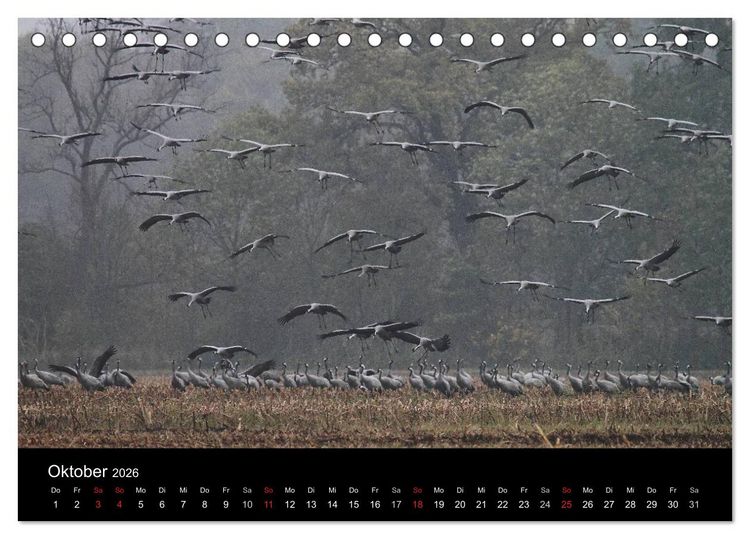 Produktbild: Kranich-Land Brandenburg (Tischkalender 2026 DIN A5 quer), CALVENDO Monatskalender