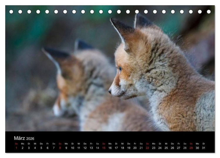 Produktbild: F&uuml;chse in freier Natur (Tischkalender 2026 DIN A5 quer), CALVENDO Monatskalender