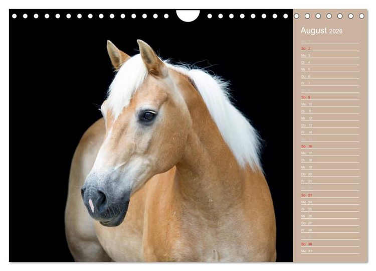 Produktbild: Haflinger / Geburtstagskalender (Wandkalender 2026 DIN A4 quer), CALVENDO Monatskalender