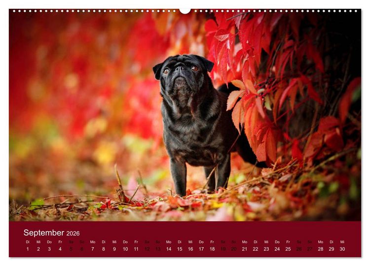 Produktbild: Diesel - ein mopsiges Leben (Wandkalender 2026 DIN A2 quer), CALVENDO Monatskalender
