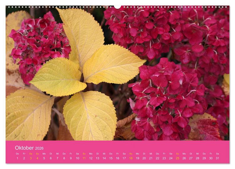 Produktbild: Hortensien Bl&uuml;hen und Vergehen (hochwertiger Premium Wandkalender 2026 DIN A2 quer), Kunstdruck in Hochglanz