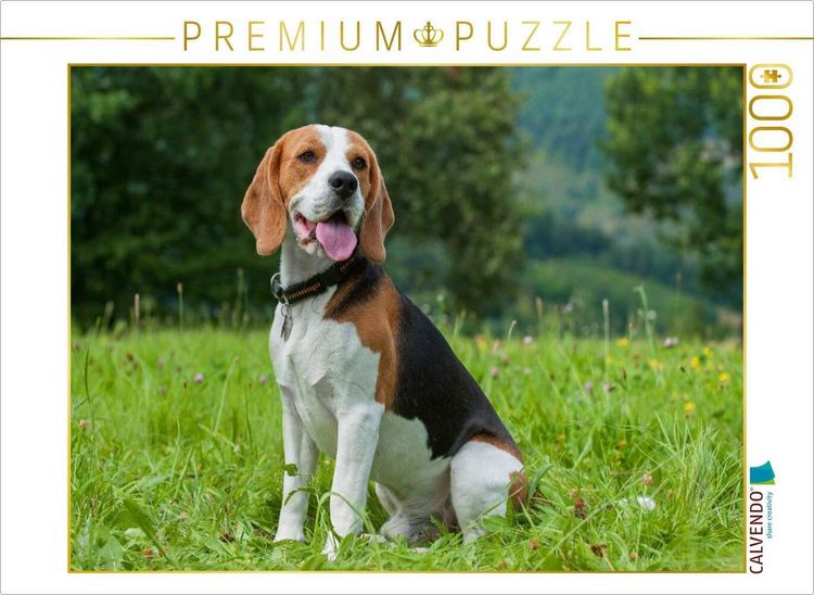 Produktbild: CALVENDO Puzzle Traumhund Beagle | 1000 Teile Lege-Gr&ouml;&szlig;e 64x48cm Foto-Puzzle f&uuml;r gl&uuml;ckliche Stunden