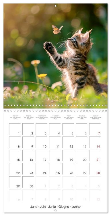 Produktbild: KITTEN Cuteness overload (Wall Calendar 2026 12 &times; 12 Inch) CALVENDO 12 Month Wall Calendar