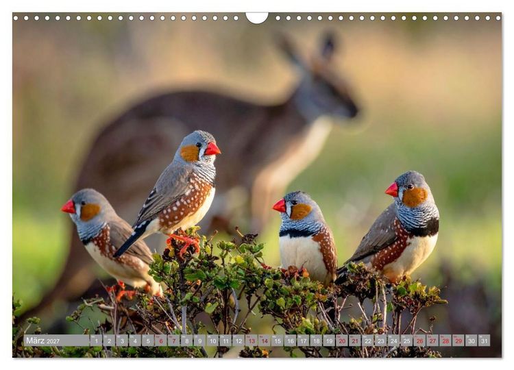 Produktbild: Zebrafinken Abenteuer (Wandkalender 2027 DIN A3 quer), CALVENDO Monatskalender