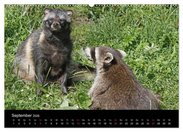Produktbild: Marderhunde (hochwertiger Premium Wandkalender 2026 DIN A2 quer), Kunstdruck in Hochglanz