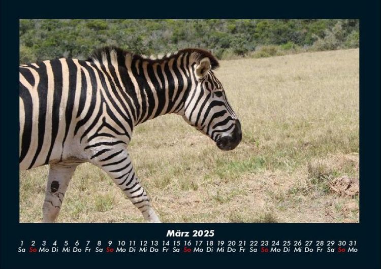 Produktbild: Der Tierkalender 2025 Fotokalender DIN A4