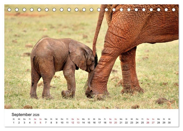 Produktbild: Elefanten Afrikas (Tischkalender 2026 DIN A5 quer), CALVENDO Monatskalender