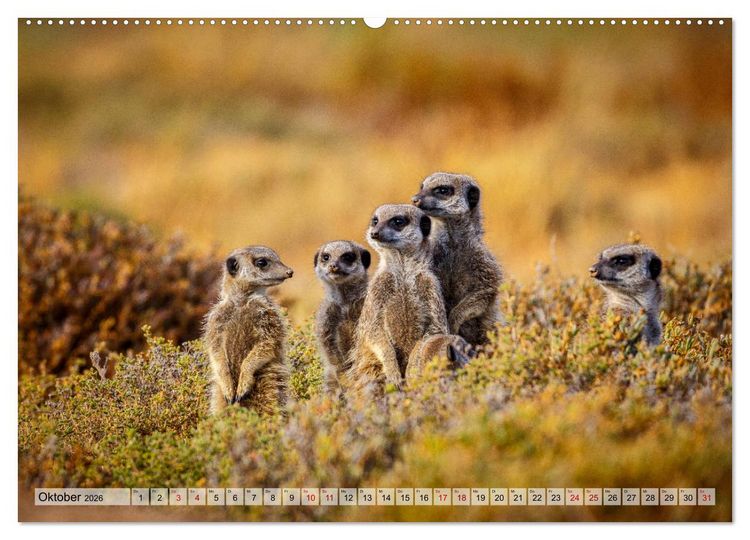 Produktbild: S&uuml;dafrika: Kapstadt, Garden Route und Cape Winelands (Wandkalender 2026 DIN A2 quer), CALVENDO Monatskalender