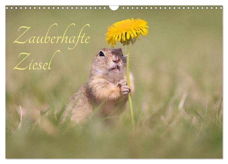 Produktbild: Zauberhafte Ziesel (Wandkalender 2026 DIN A3 quer), CALVENDO Monatskalender