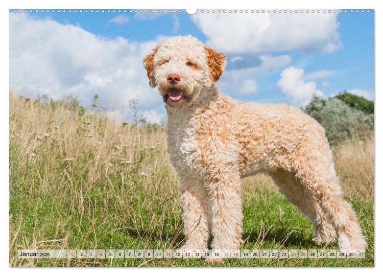 Produktbild: Lagotto Romagnolo - Ein Hund zum Verlieben (hochwertiger Premium Wandkalender 2026 DIN A2 quer), Kunstdruck in Hochglanz