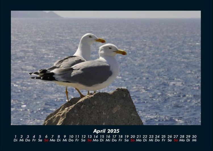 Produktbild: M&ouml;wen 2025 Fotokalender DIN A4