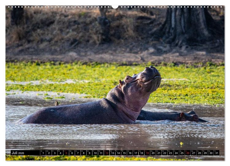 Produktbild: Sambia "Das wirkliche Afrika" (Wandkalender 2026 DIN A2 quer), CALVENDO Monatskalender