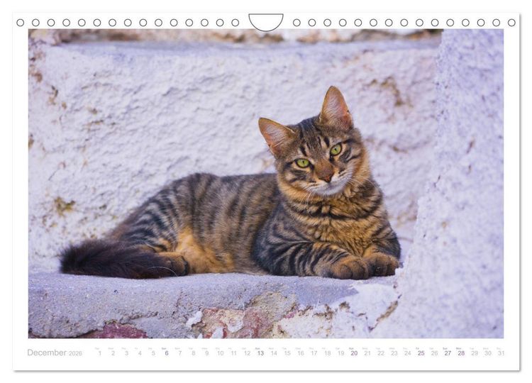 Produktbild: Cats of the Greek Islands (Wall Calendar 2026 DIN A4 landscape), CALVENDO 12 Month Wall Calendar