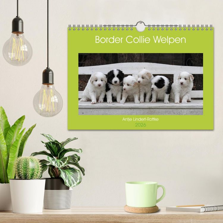 Produktbild: Border Collie Welpen (Wandkalender 2026 DIN A4 quer), CALVENDO Monatskalender