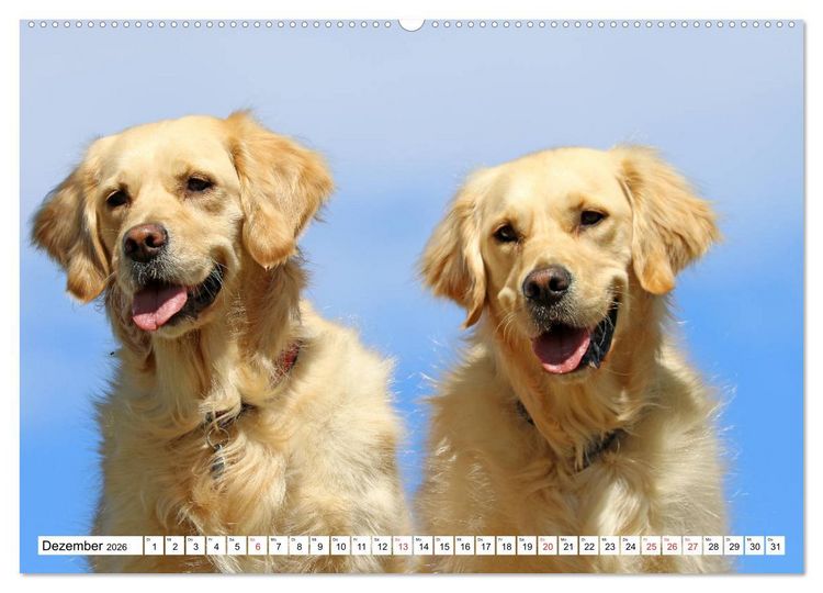 Produktbild: Golden Retriever ein treuer Begleiter (Wandkalender 2026 DIN A2 quer), CALVENDO Monatskalender