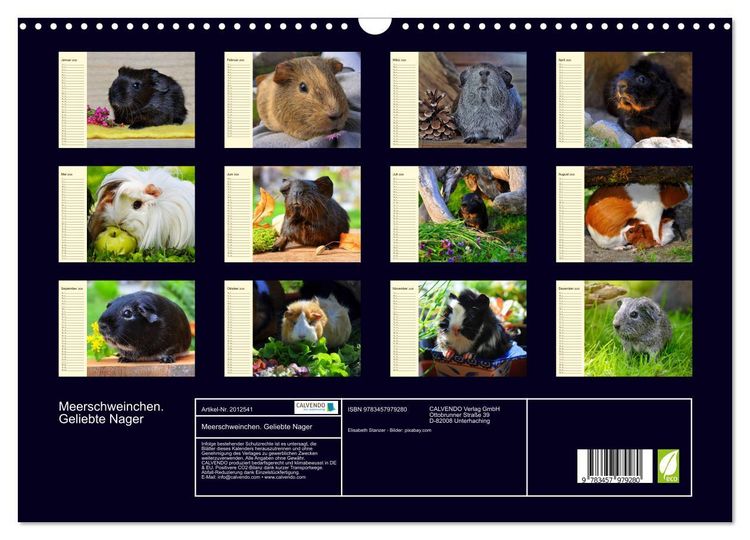 Produktbild: Meerschweinchen. Geliebte Nager (Wandkalender 2026 DIN A3 quer), CALVENDO Monatskalender