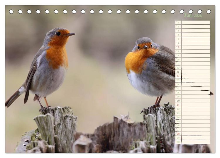 Produktbild: Gefiederte Sch&ouml;nheiten - Das Rotkehlchen / Planer (Tischkalender 2026 DIN A5 quer), CALVENDO Monatskalender