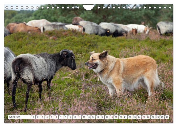 Produktbild: Die L&uuml;neburger Heide - Ausflugsziel im Norden (Wandkalender 2026 DIN A4 quer), CALVENDO Monatskalender