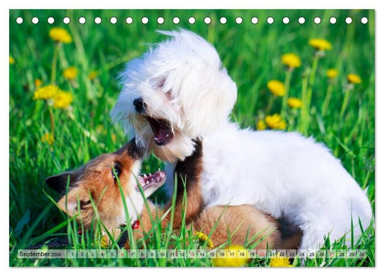 Produktbild: Beste Freunde - Bezaubernde Tierfreundschaften (Tischkalender 2026 DIN A5 quer), CALVENDO Monatskalender
