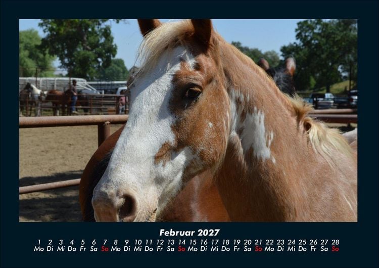 Produktbild: Pferde Kalender 2027 Fotokalender DIN A4