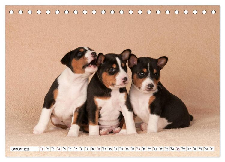 Produktbild: Wunderbare Basenji Welpenzeit (Tischkalender 2026 DIN A5 quer), CALVENDO Monatskalender
