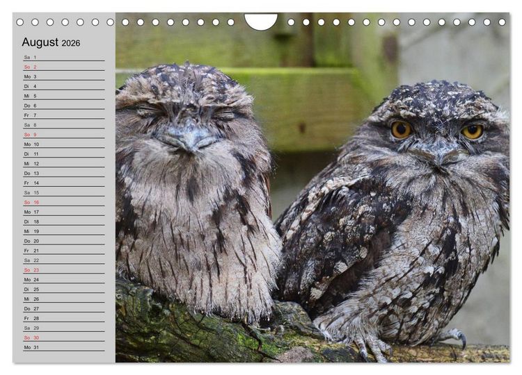 Produktbild: Eulen. Gefiederte Weisheit (Wandkalender 2026 DIN A4 quer), CALVENDO Monatskalender