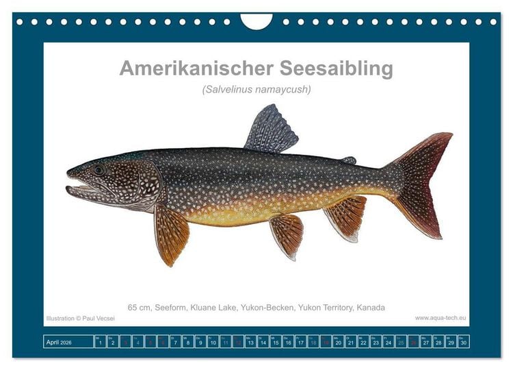 Produktbild: Fisch als Kunst 2026: Amerikanische Saiblinge (Wandkalender 2026 DIN A4 quer), CALVENDO Monatskalender