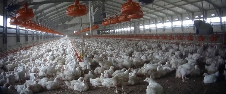 Produktbild: Food for Profit
