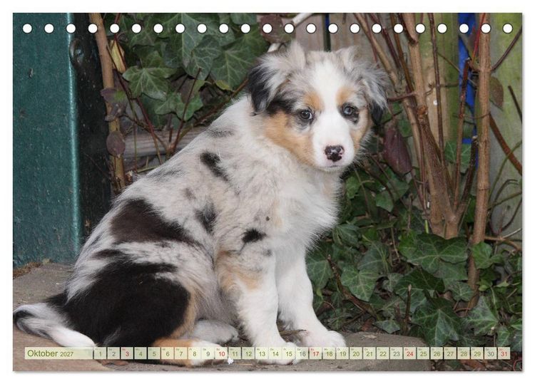 Produktbild: Australian Shepherd - H&uuml;tehunde mit Familienanschluss (Tischkalender 2027 DIN A5 quer), CALVENDO Monatskalender