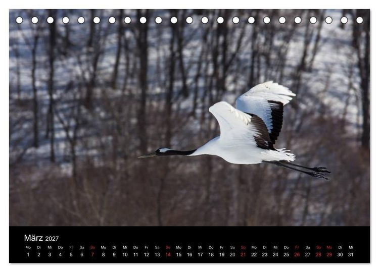Produktbild: Mandschurenkraniche (Tischkalender 2027 DIN A5 quer), CALVENDO Monatskalender
