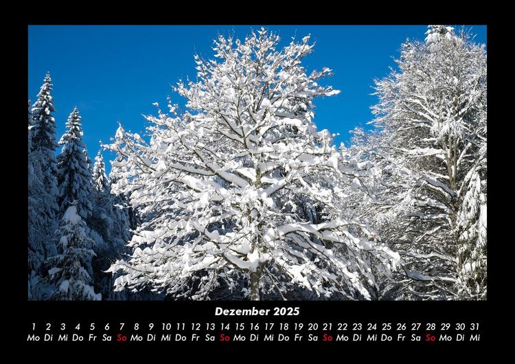 Produktbild: B&auml;ume 2025 Fotokalender DIN A3