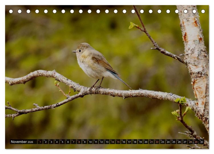 Produktbild: Die grandiose Tierwelt von Finnland (Tischkalender 2026 DIN A5 quer), CALVENDO Monatskalender
