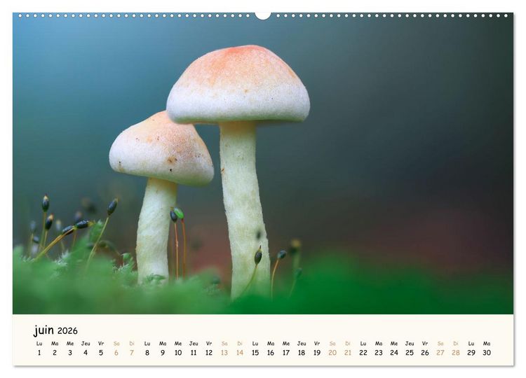 Produktbild: Champignons magiques (Calendrier mural 2026 DIN A2 vertical), CALVENDO calendrier mensuel