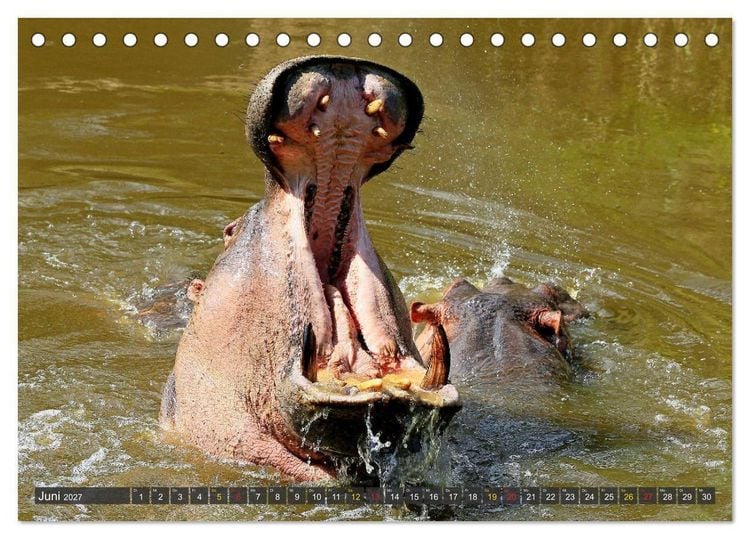 Produktbild: Hippos - Begegnungen in Afrika (Tischkalender 2027 DIN A5 quer), CALVENDO Monatskalender