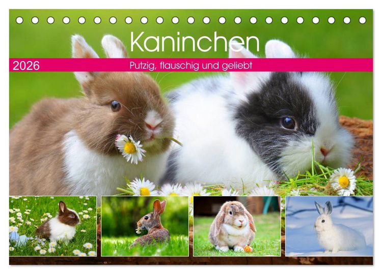 Produktbild: Kaninchen. Putzig, flauschig und geliebt (Tischkalender 2026 DIN A5 quer), CALVENDO Monatskalender