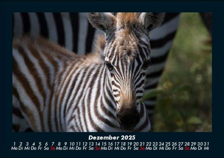 Produktbild: Zebrazauber 2025 Fotokalender DIN A5