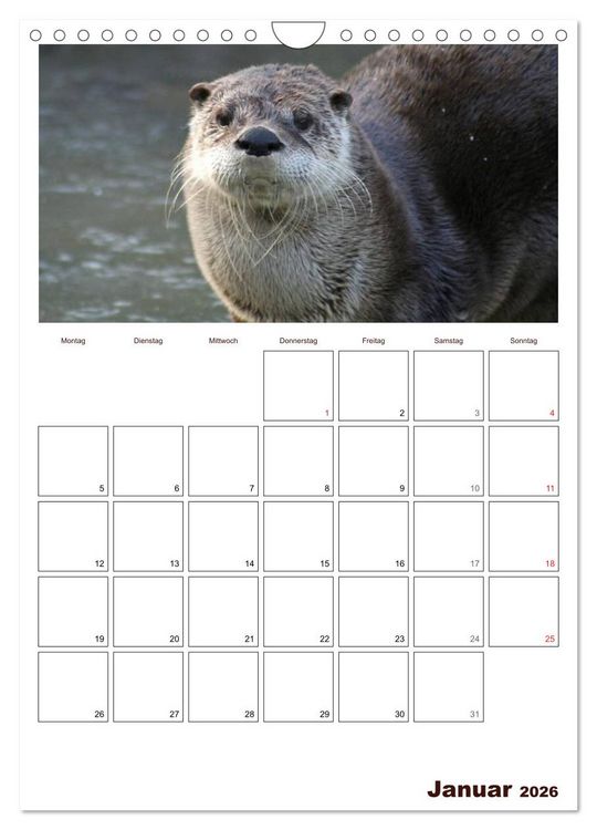 Produktbild: Der Fischotter-Terminplaner (Wandkalender 2026 DIN A4 hoch), CALVENDO Monatskalender