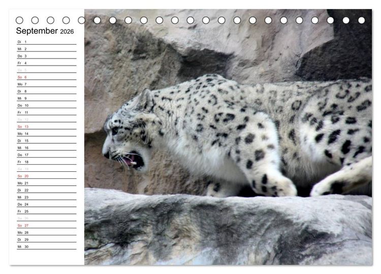 Produktbild: Der Schneeleopard (Tischkalender 2026 DIN A5 quer), CALVENDO Monatskalender
