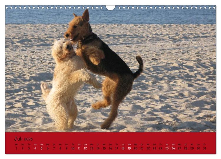 Produktbild: Airedale Terrier (Wandkalender 2026 DIN A3 quer), CALVENDO Monatskalender