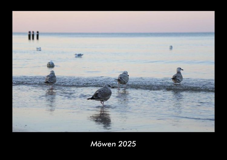 Produktbild: M&ouml;wen 2025 Fotokalender DIN A3