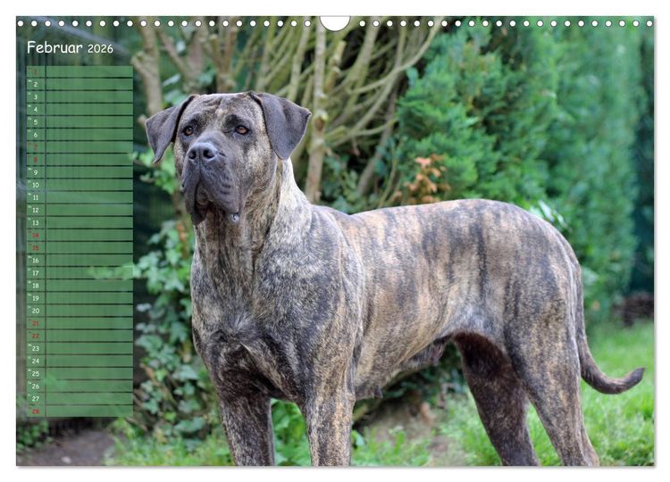 Produktbild: Dogo Canario (Wandkalender 2026 DIN A3 quer), CALVENDO Monatskalender
