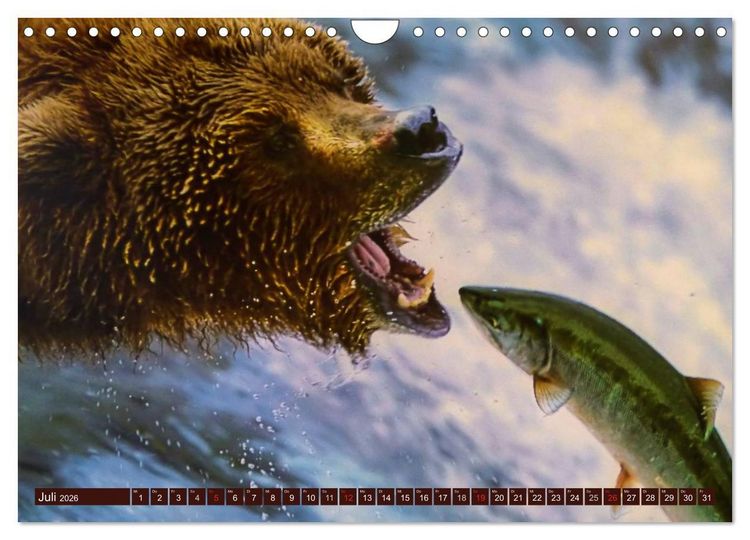 Produktbild: B&auml;ren (Wandkalender 2026 DIN A4 quer), CALVENDO Monatskalender